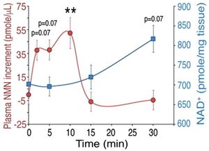 NMN 和 NR 生物利用度